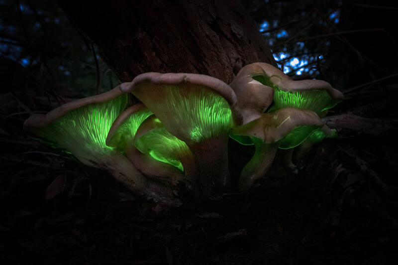 Luminous mushrooms at OneFortyOne Pine Forest