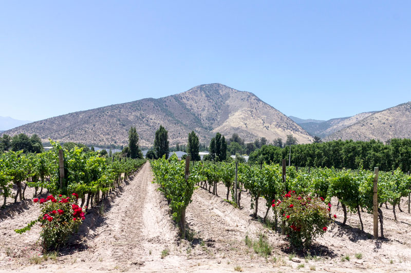 Maipo Valley