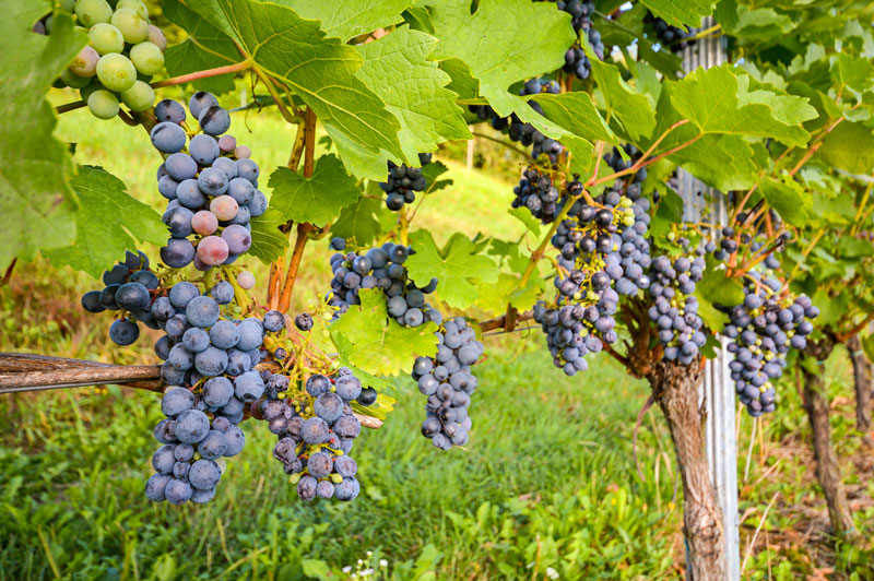 Colchagua Valley