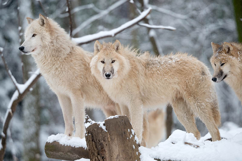 Wolves, Alaska