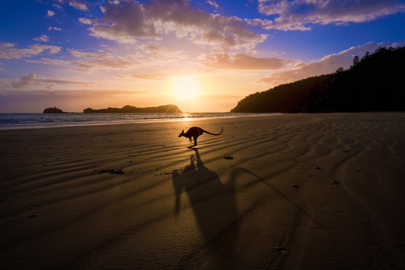 Kangaroo at Casuarina Beach in Mackay