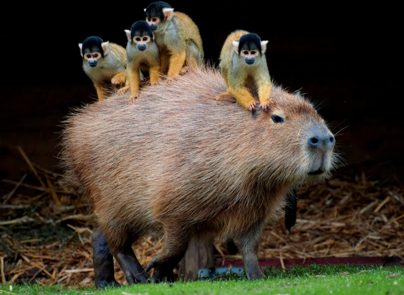 Capybara and spider monkies