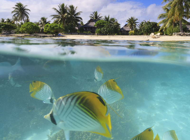 Fish swimming in turquoise Tahitian water