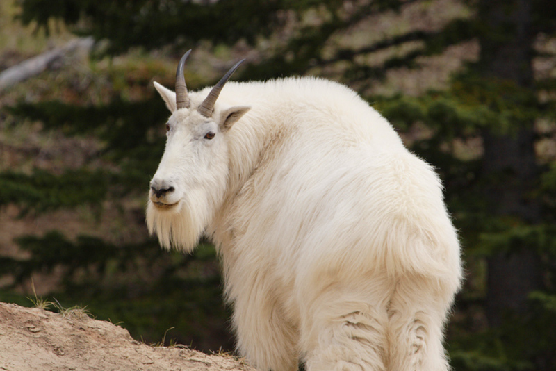 Mountain goat Canada BC