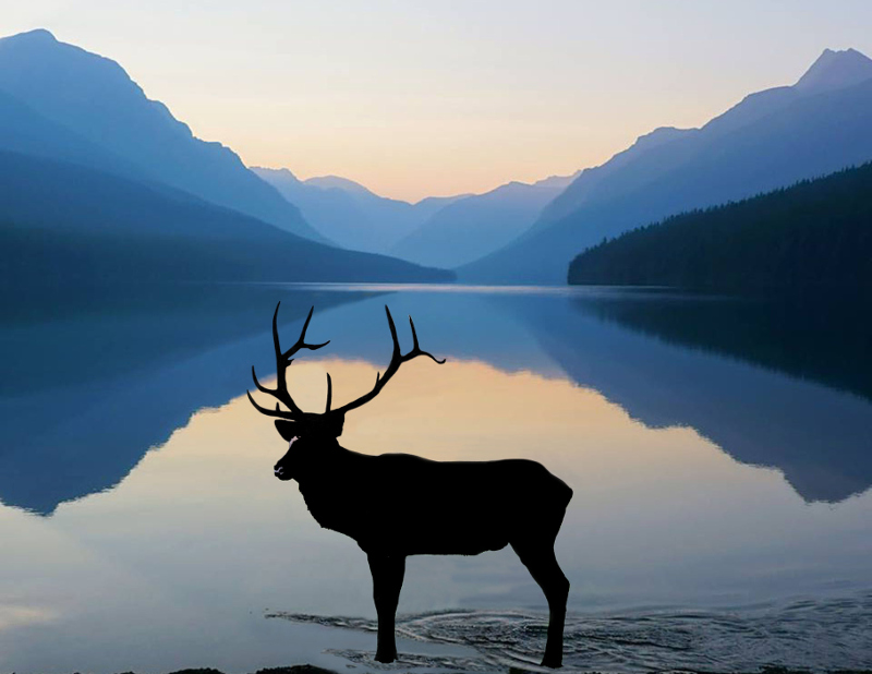 Elk Canada BC