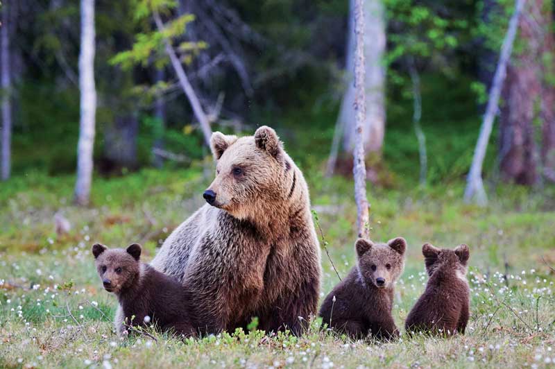 Brown Bears of Canada