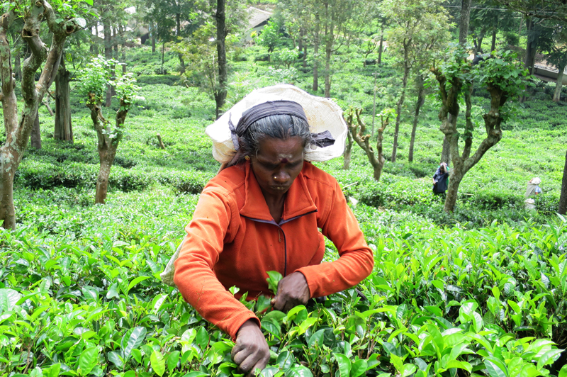 Tea Plantation, Sri Lanka