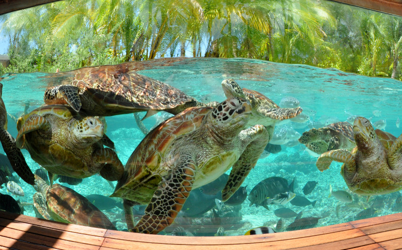 LE Meridien Bora Bora Turtle Sanctuary