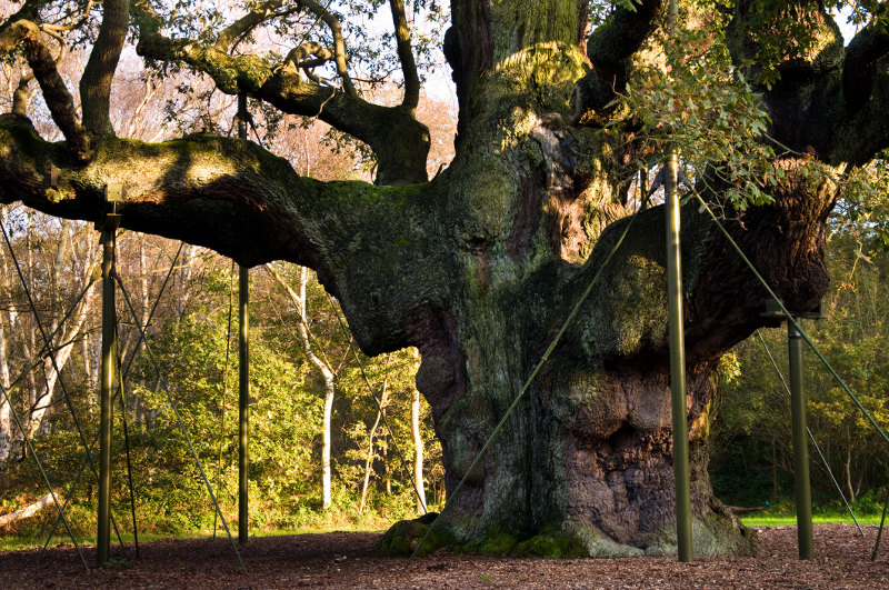 Major Oak, Sherwood Forest