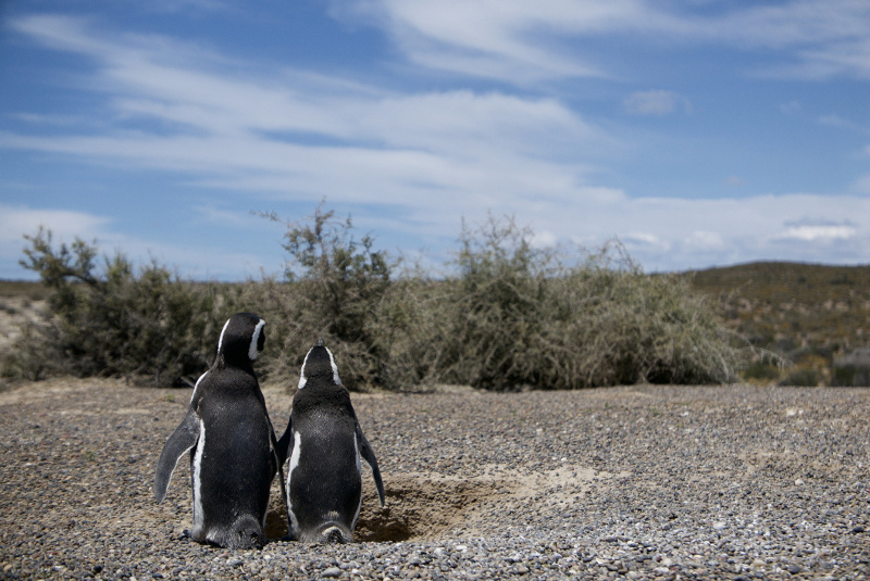 Penguins Patagonia, South American wildlife