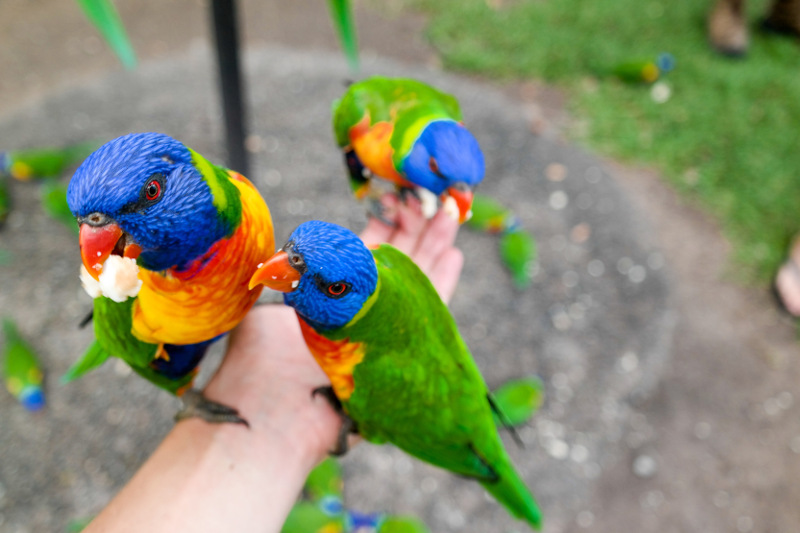 Rainbow lorikeet feeding