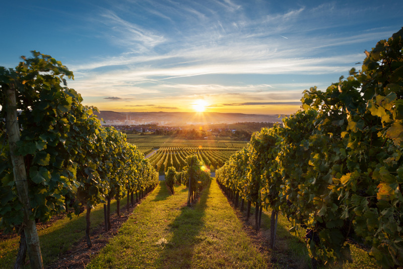 Okanagan Valley sunset over vineyard