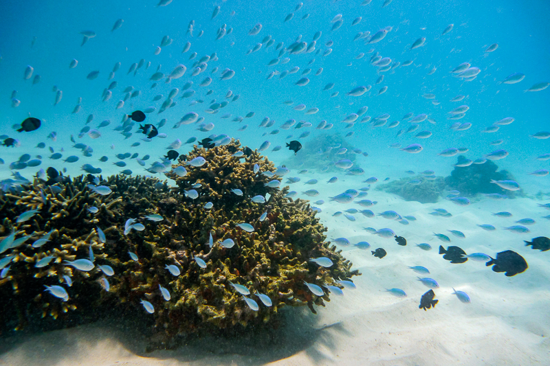 Underwater view in the waters surrounding the Kerama Islands