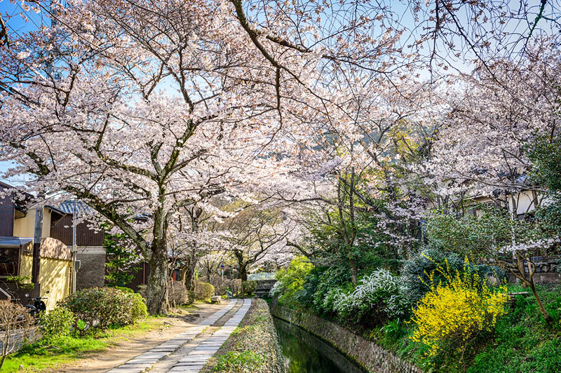 Kyoto, Japan at Philosopher's Walk in the spring