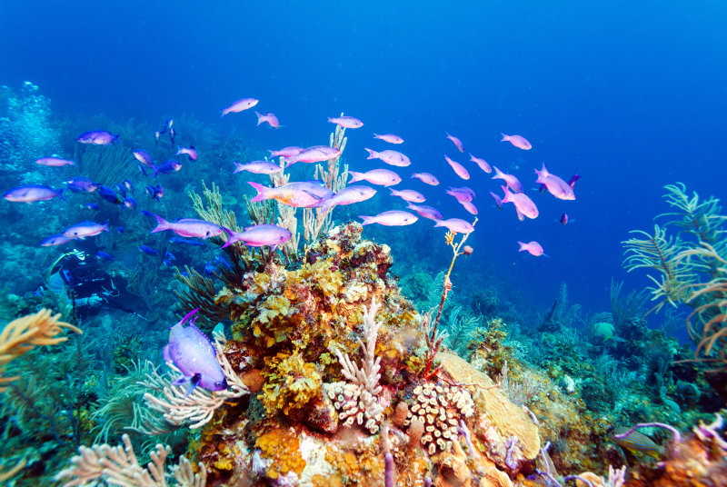 Coral Cuba scuba diving.