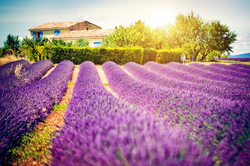 Farmhouse amidst the Lavender fields in Provence