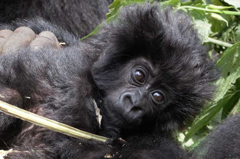 Baby Gorilla