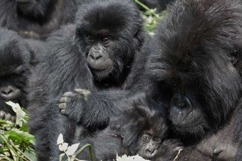 Baby Gorillas in Rwanda