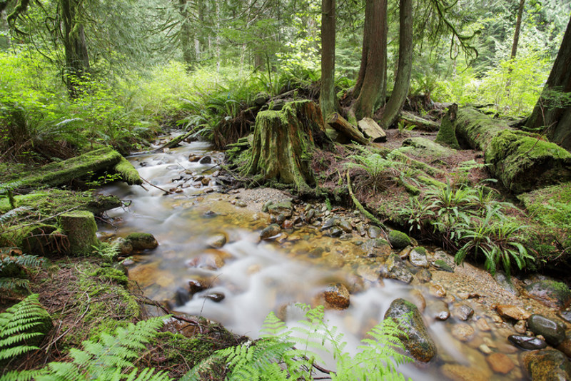 Rainforest creek on Vancouver Island