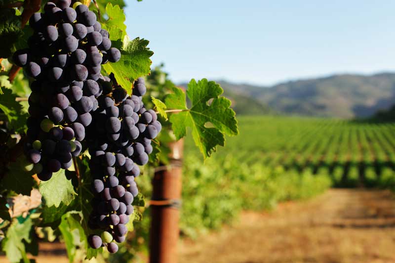 Vineyard, Sonoma County