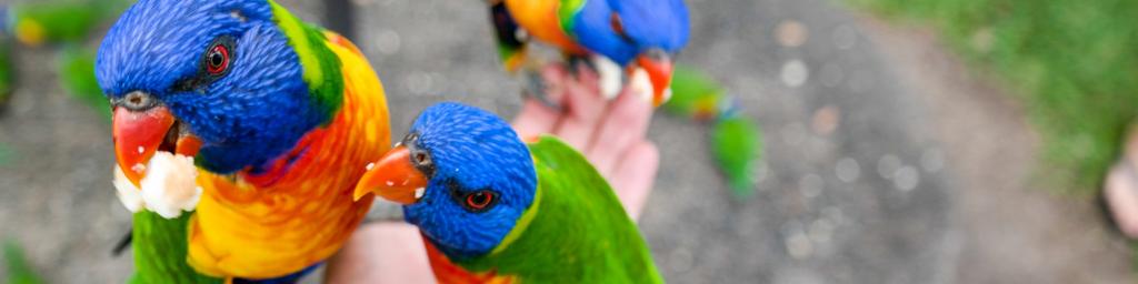 Lorikeets Queensland