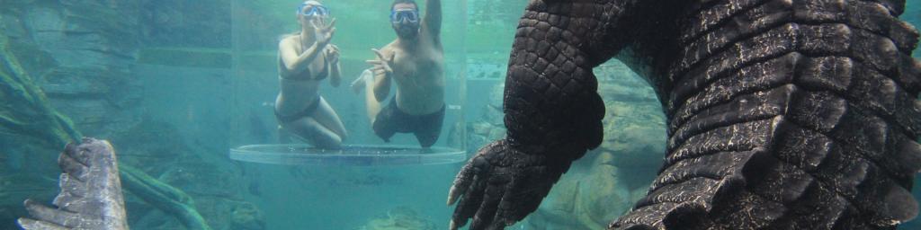 Dive with giant crocodiles at Crocosaurus Cove 
