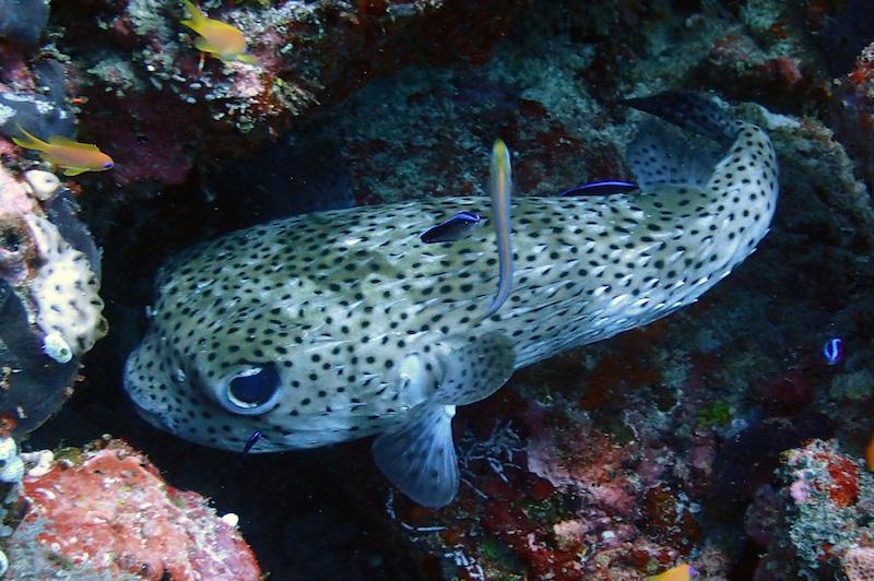 A black spotted porcupine fish CREDIT Fairmont Maldives Sirru Fen Fushi