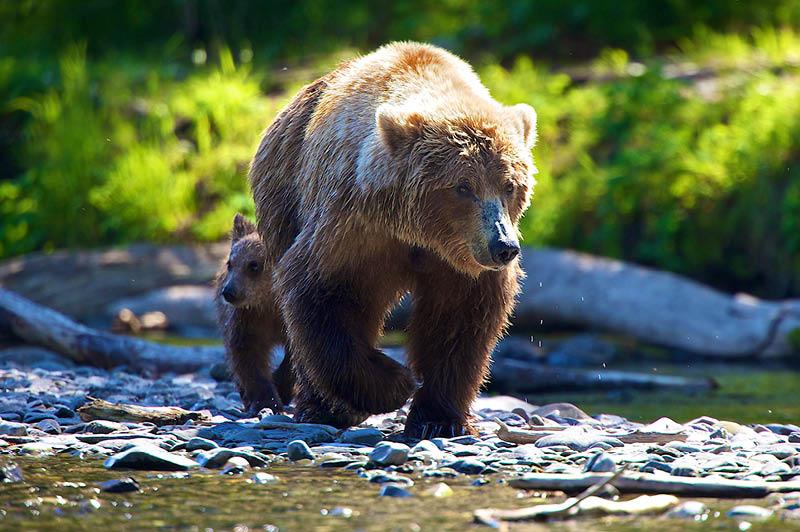 Grizzly Bear, Alaska