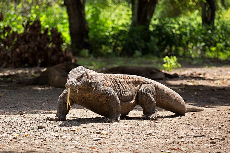 Komodo Island