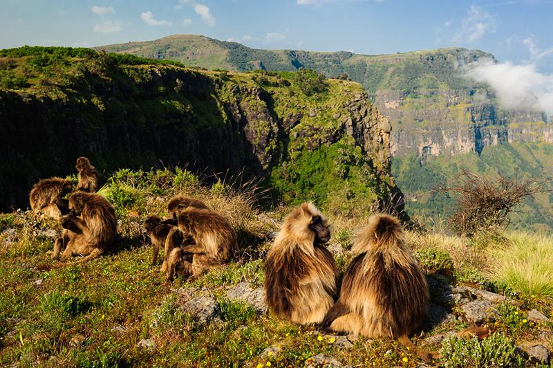 Gelada monkeys grazing at a cliff edge in Simien Mountains National Park, Ethiopia Gelada monkeys grazing at a cliff edge in Simien Mountains National Park, Ethiopia
