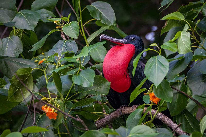Frigate Bird on Christmas Island (image courtesy of Yvonne McKenzie) Frigate Bird on Christmas Island (image courtesy of Yvonne McKenzie)