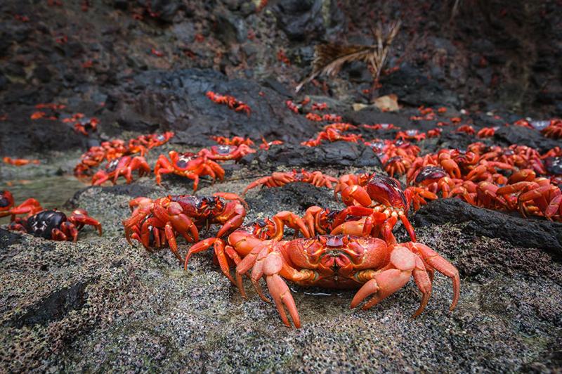 Red Crab Migration on Christmas Island (image courtesy of Kirsty Faulkner) Red Crab Migration on Christmas Island (image courtesy of Kirsty Faulkner)