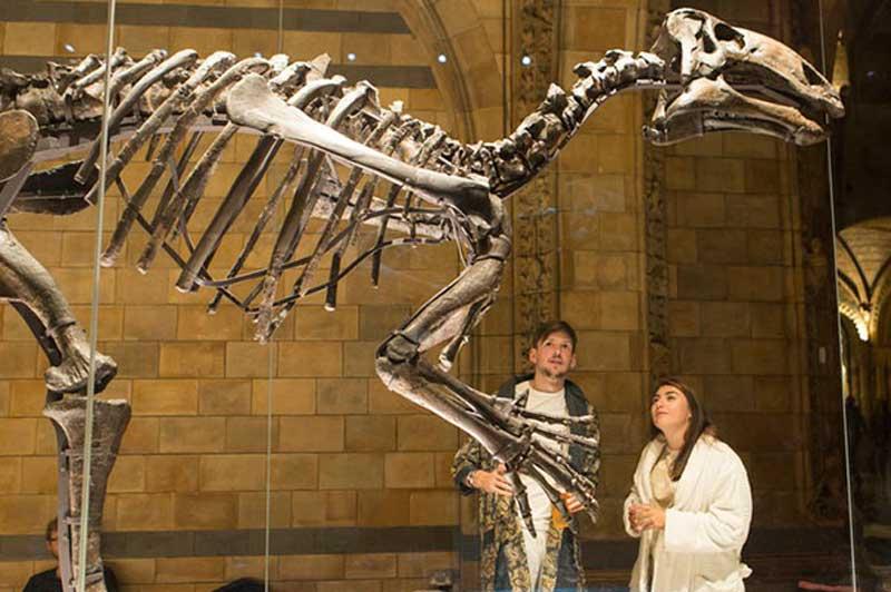 Dino Snores for Grownups