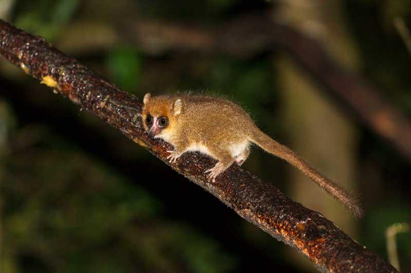 The elusive Mouse Lemur The elusive Mouse Lemur