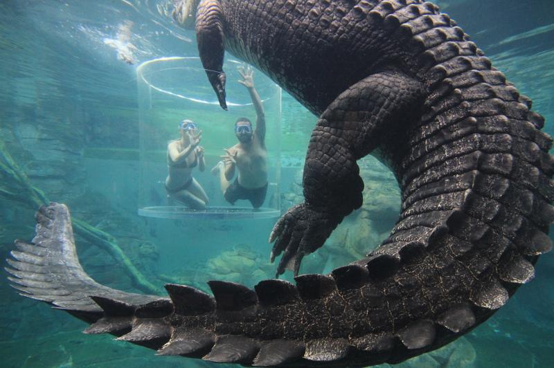 Underwater shot of people swimming with giant crocodiles at Crocosaurus Cove