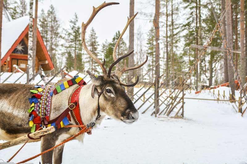 Lapland Reindeer, Finland