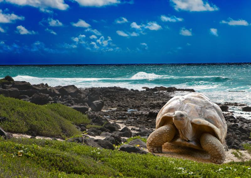 Megalochelys gigantea, Galapagos Islands 