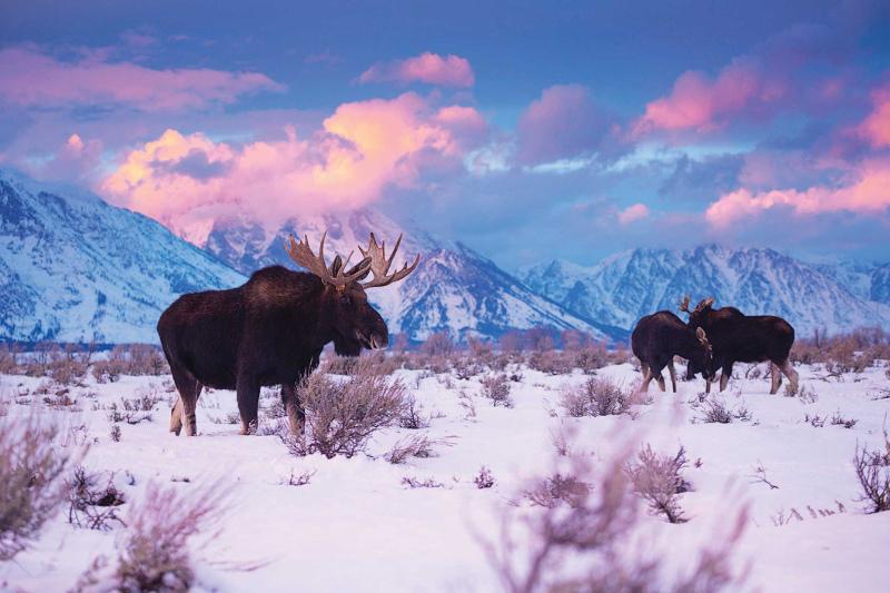 Moose in National Park America