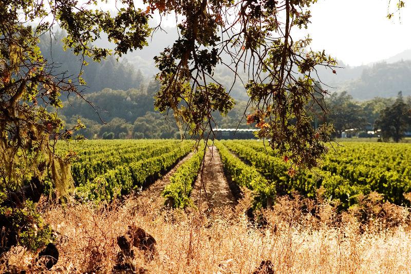 The Napa Valley California