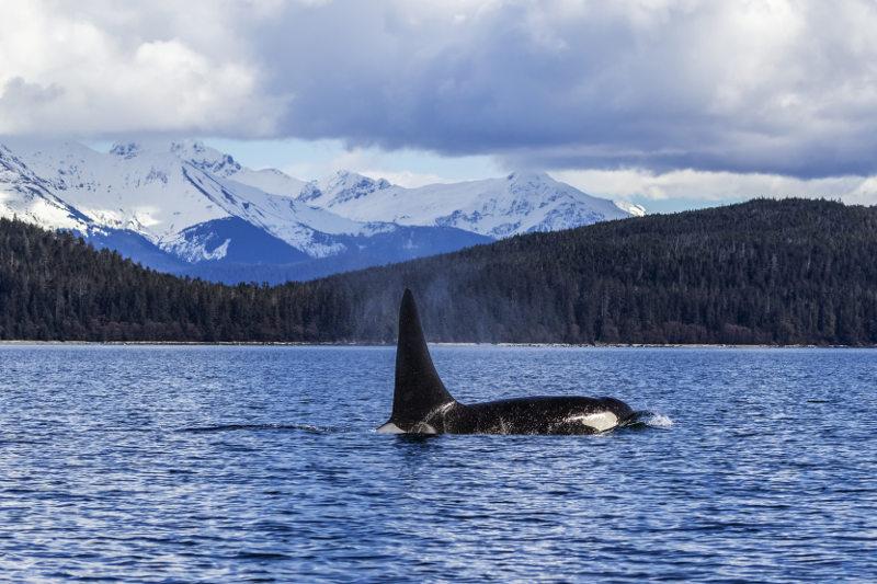 Orca in Inside Passage Alaska