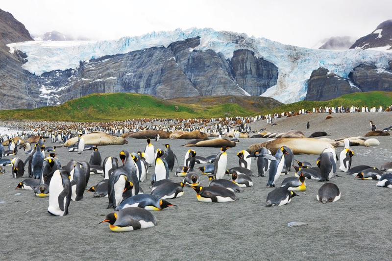 King Penguins in South Georgia