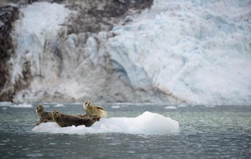 Seals Glacier Bay Alaska