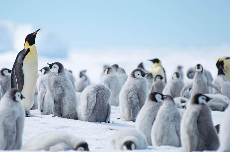 Emperor penguin and chicks at Atka Bay Emperor penguin and chicks at Atka Bay