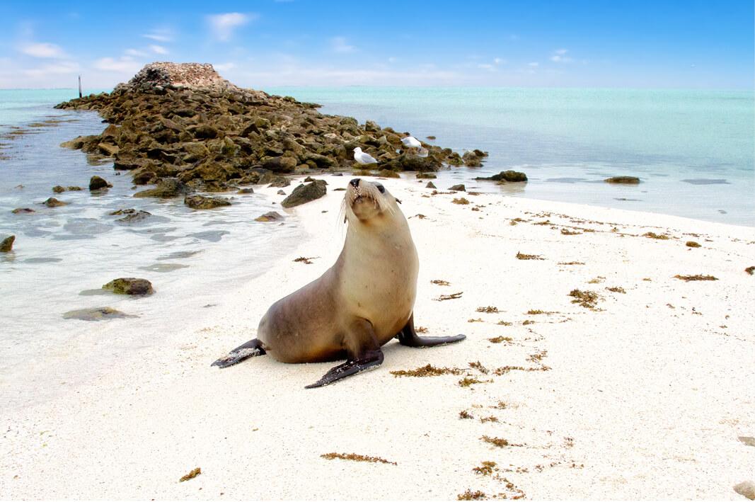 Island time on the Houtman Abrolhos