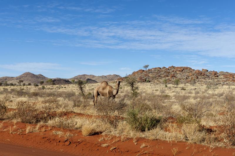 The Ghan Railway - a luxury, historic journey