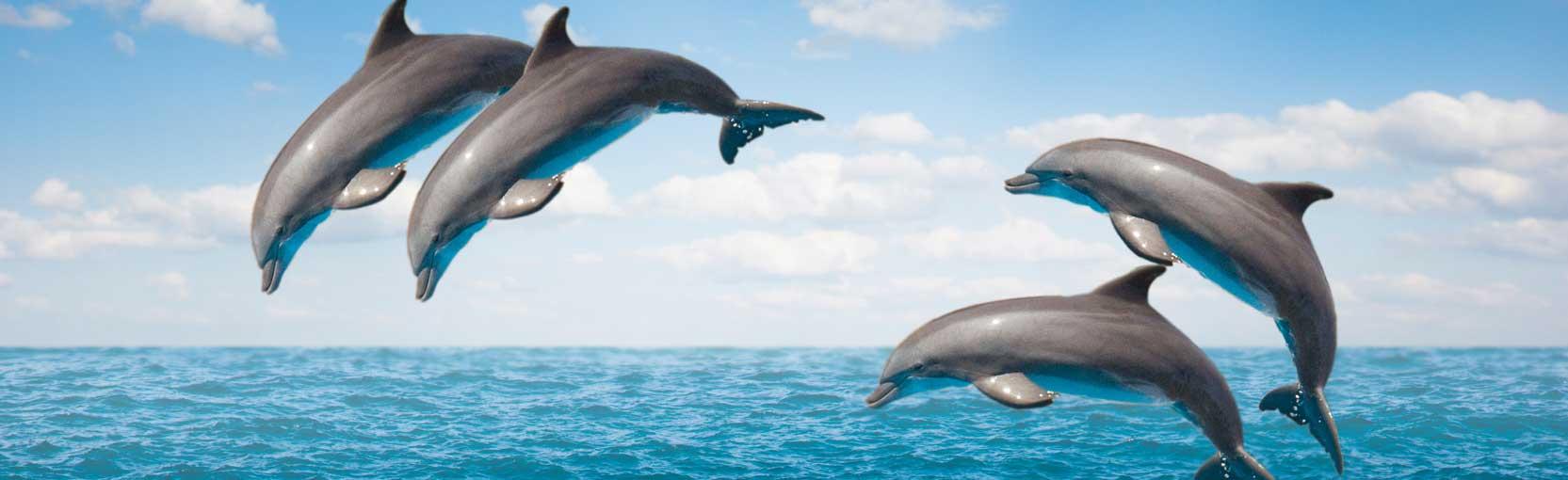 Dolphins in Bora Bora