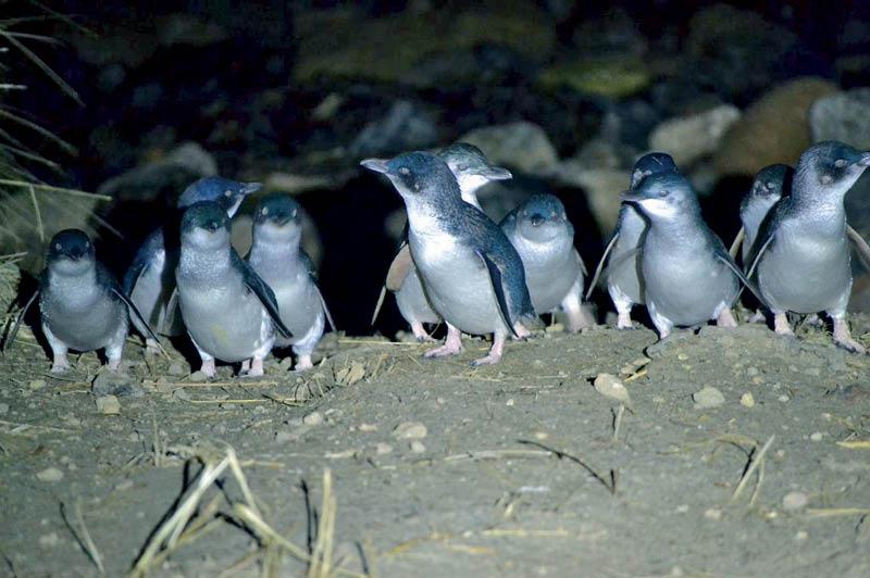 Little Blue Penguins, Blue Penguin Pukekura (image courtesy of Blue Penguin Pukekura) Little Blue Penguins, Blue Penguin Pukekura (image courtesy of Blue Penguin Pukekura)