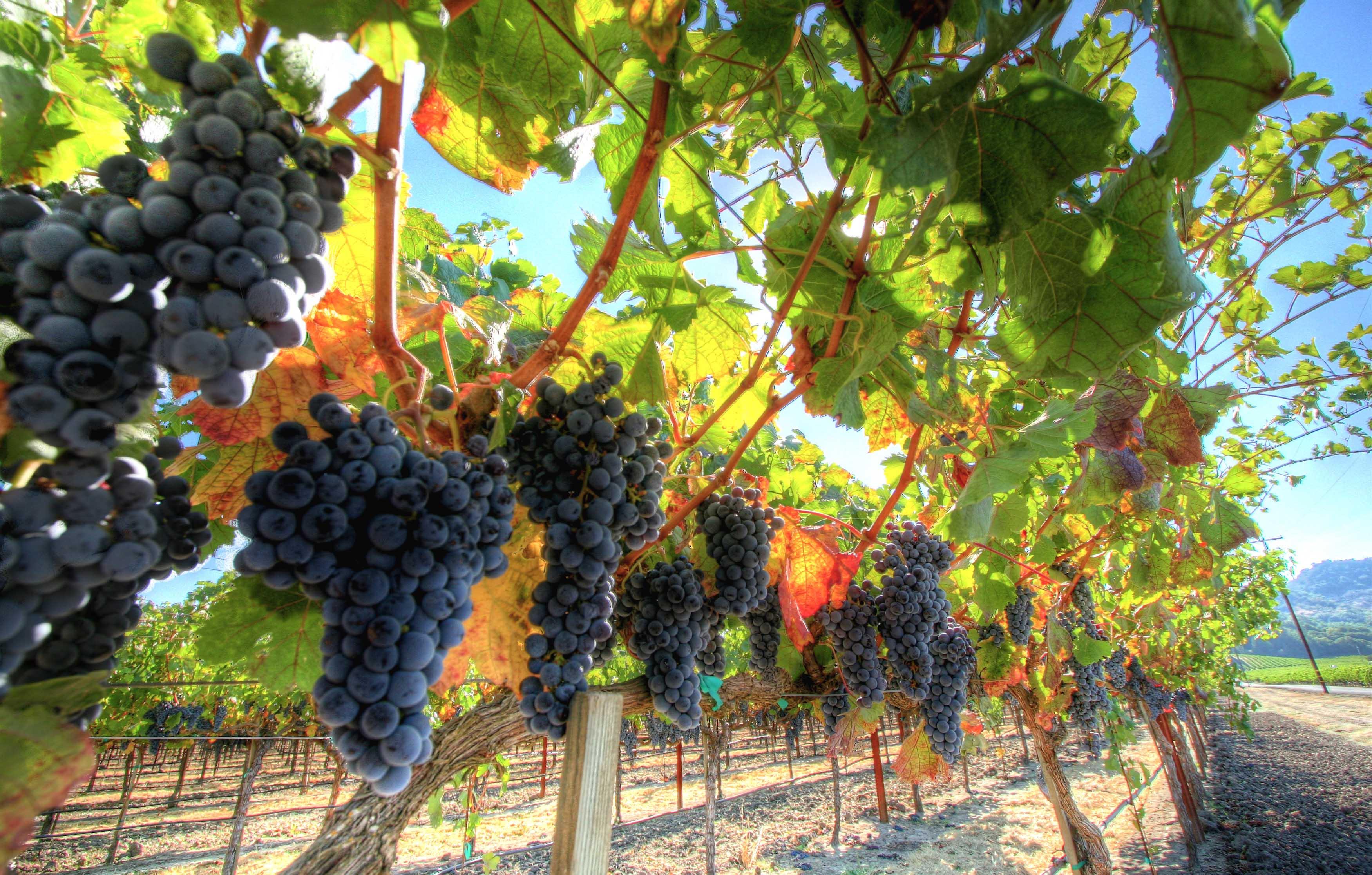 Full-bodied Cabernets, fruity Merlots, and buttery Chardonnays are just a few of the dozens of varieties presented by the 400-plus wineries.