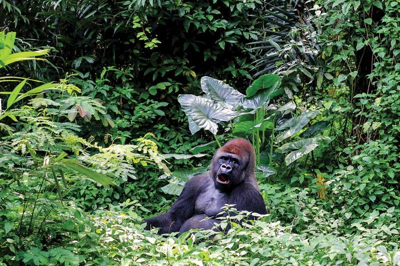Gorillas of Rwanda Gorillas of Rwanda