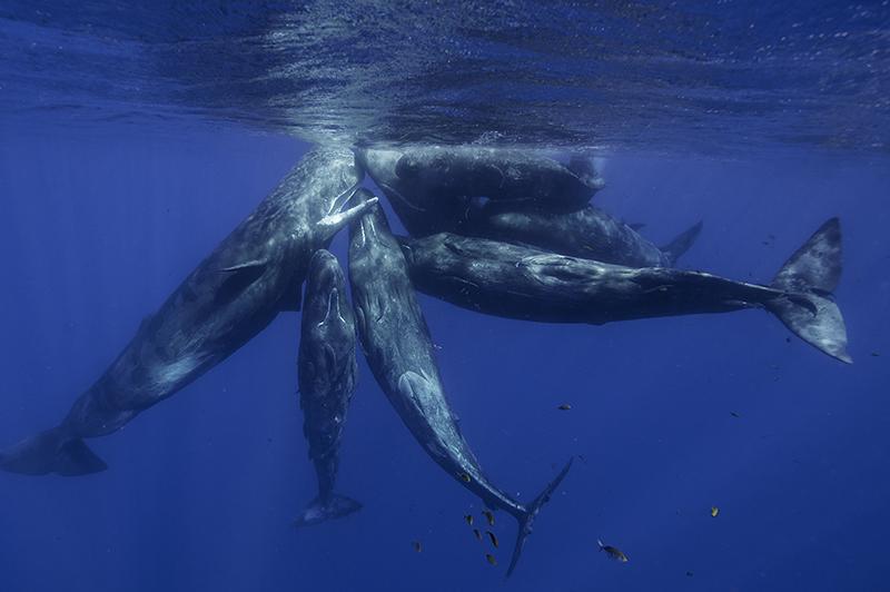 The Humpback whales can be spotted off the West coast of Mauritius between July and November.